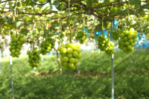 ぶどうギャラリー2