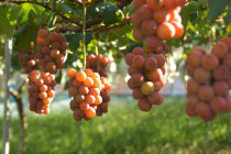 ぶどうギャラリー3