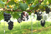 ぶどうギャラリー1