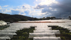 ギャラリー：ビニールハウス上空