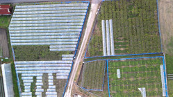 ギャラリー：ぶどう畑上空