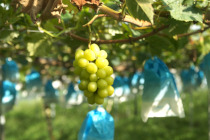 ギャラリー：シャインマスカット房