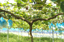 ギャラリー：ぶどうの木