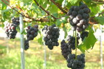 ギャラリー：ピオーネぶどう棚