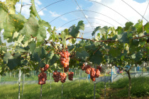 ギャラリー：クイーンニーナ空