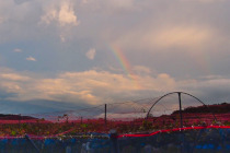 ギャラリー：ぶどう畑と虹