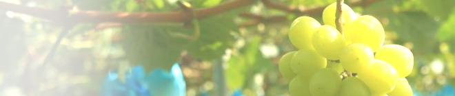 ぶどう紹介　メイン画像