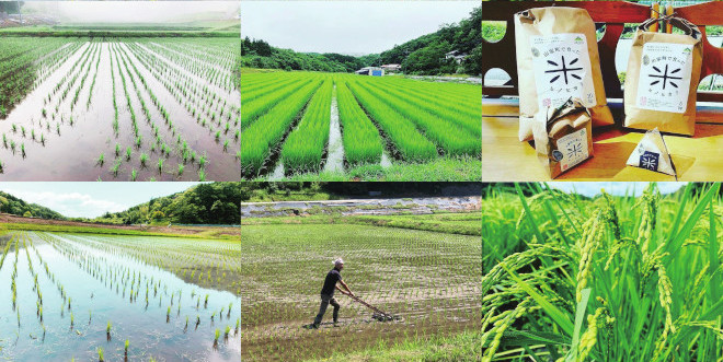 ぶどう紹介　メイン画像