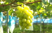 シャインマスカット