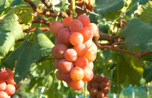 クイーンニーナ